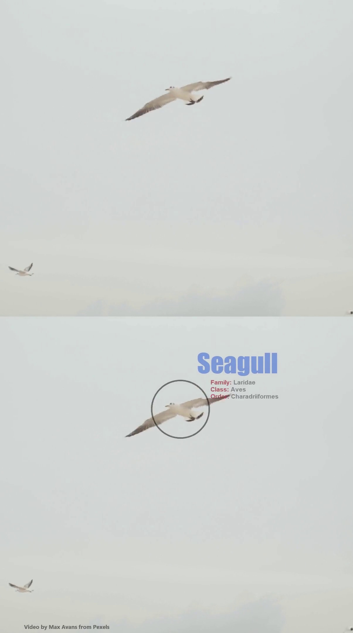 thumbnail-story-seagul.jpg